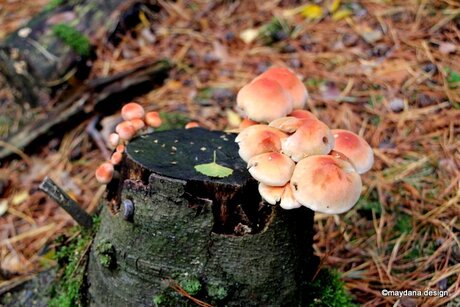 Bolletje paddenstoelen