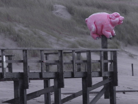 Pink Pig op het strand.jpg