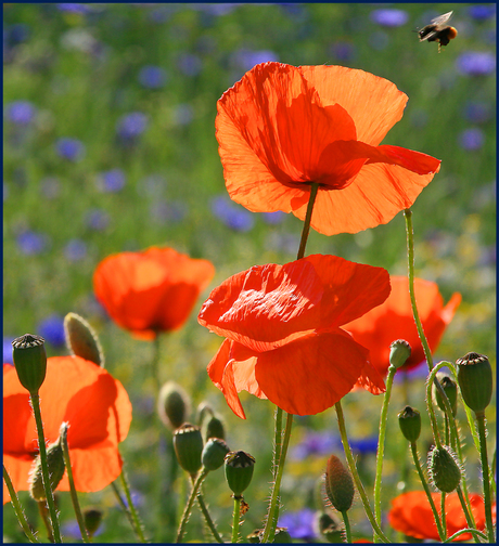 the poppy and the bee ...