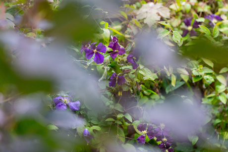 Hidcote Manor Gardens I