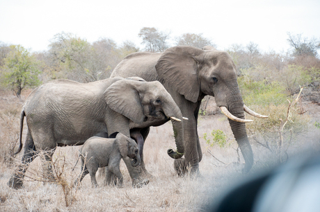 Familie olifant