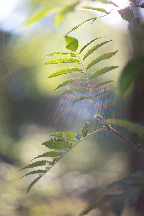 early morning light