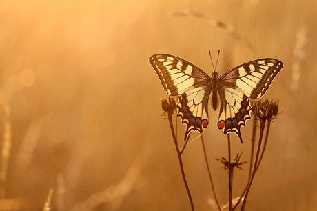 sunrise swallowtail