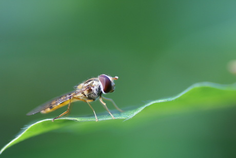 in de voortuin