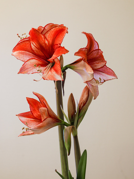 Amaryllis