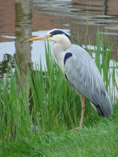 reiger loert op eendjes