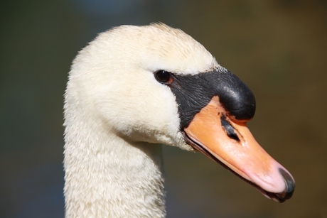 Close-up zwaan