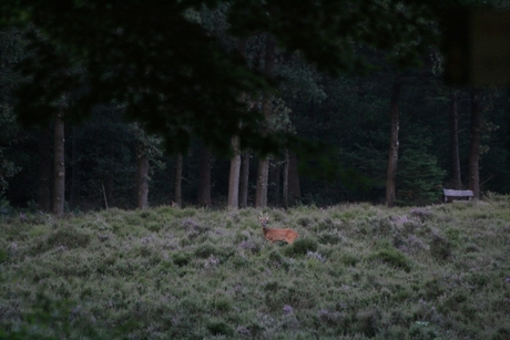 Zomaar in het bos