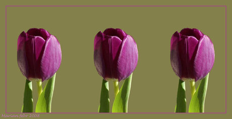 Triplets Tulip