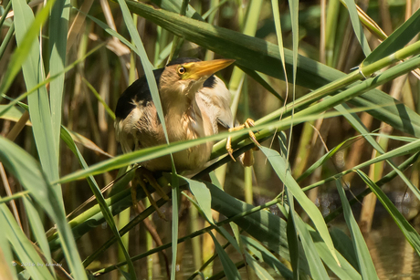 Little Bittern