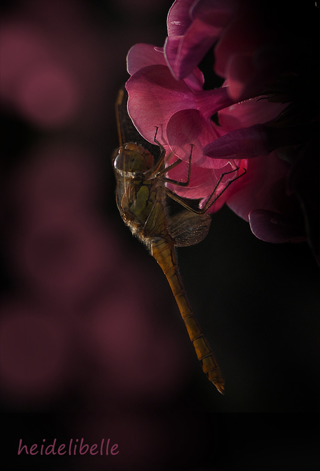 Heidelibelle in het rose