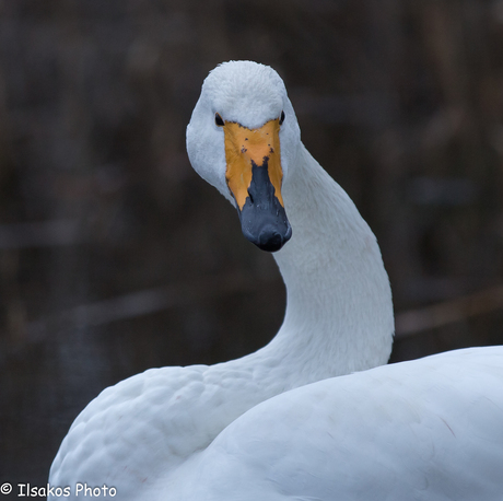 wilde zwaan natuurpark lelystad