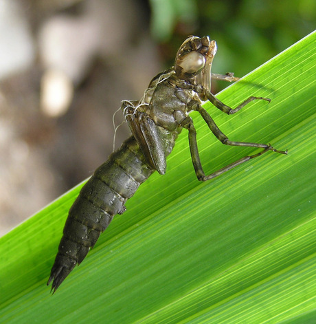 jas libelle