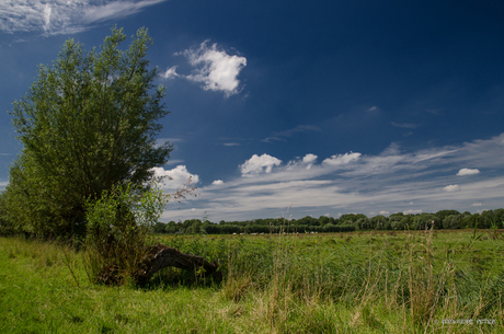 Dordtse Biesbosch