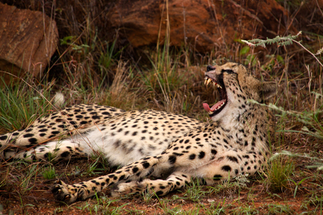 Cheetah gapend
