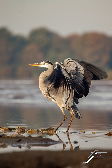 Balerina Bird ...