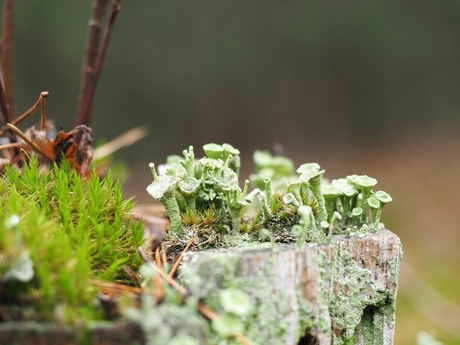 Cladonia Pyxidata