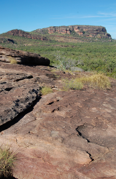 kakadu