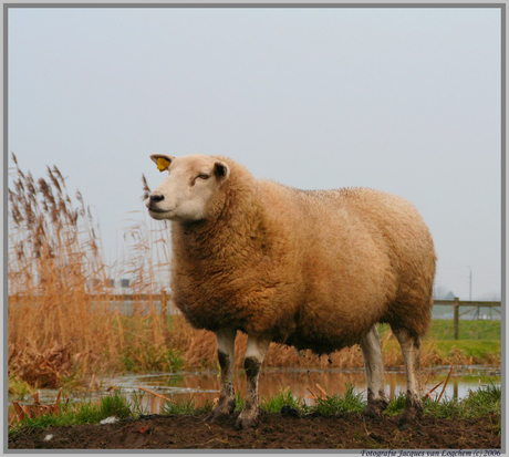 Schaap in de polder van Hoogmade