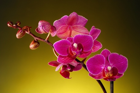 Paarse orchidee