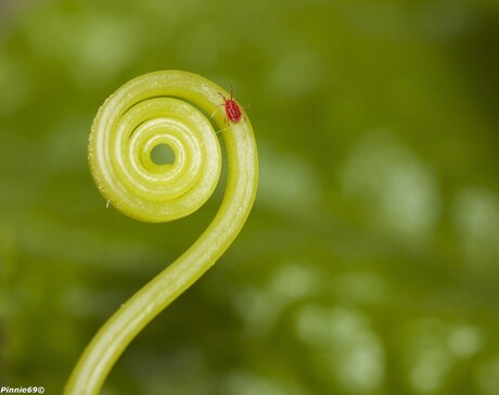 Curly cucumberleaf with bug