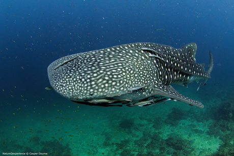 whaleshark