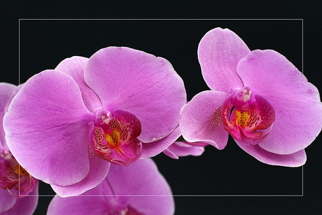 Orchidee