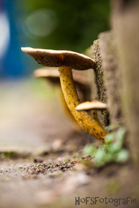 herfst gevoel