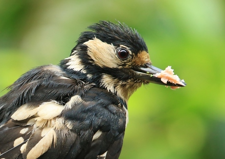 Onze tuin. even groot bekijken.