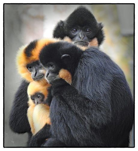 Gibbon familie