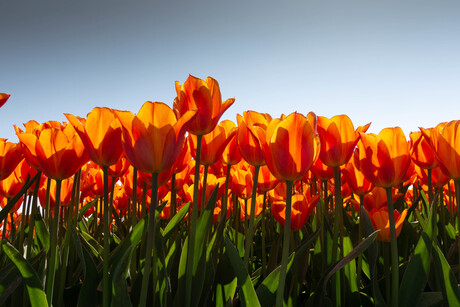 Oranje tulpen ui Holland