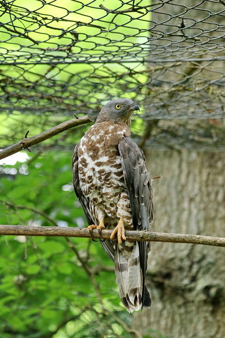 Nationalpark Bayerischer woud Duitsland