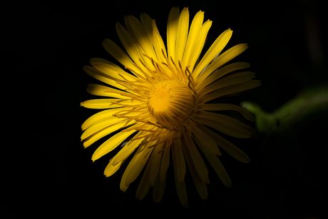 paardenbloem