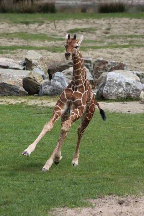 giraffe-