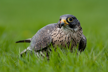 Slechtvalk (Falco peregrinus)