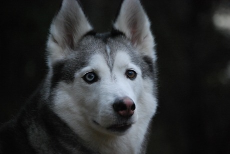 Husky