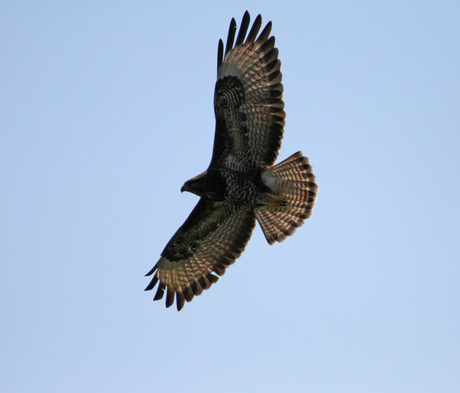 Buizerd (3)