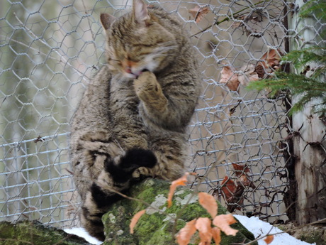 Wilde kat Bayerishe Wald 2015