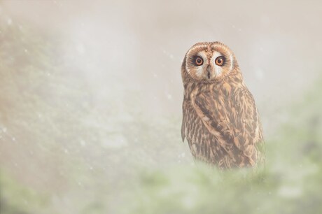Owl in the Mist
