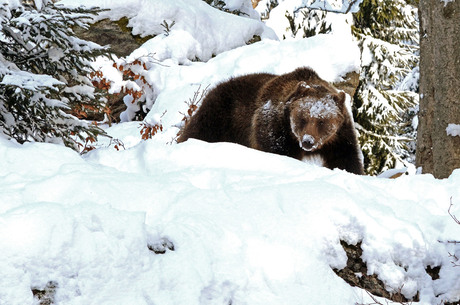 bruine beer in de sneeuw