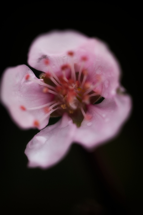 Op zoek naar de lente