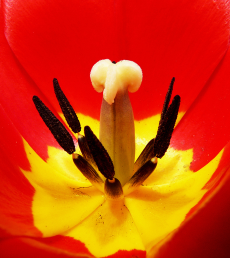 Zonnig tulpen hartje