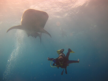 Diving with whalesharks