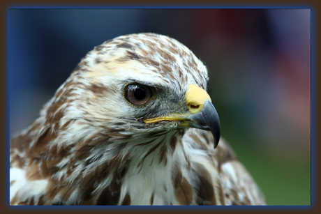 Europese Buizerd