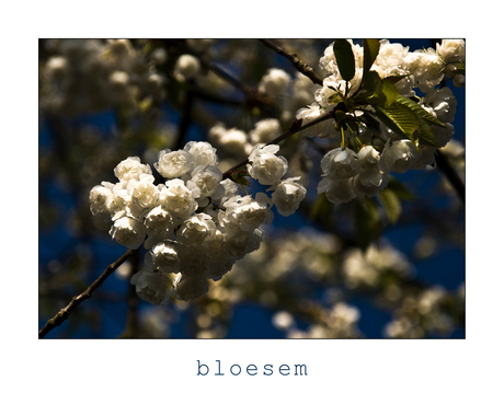 bloesem