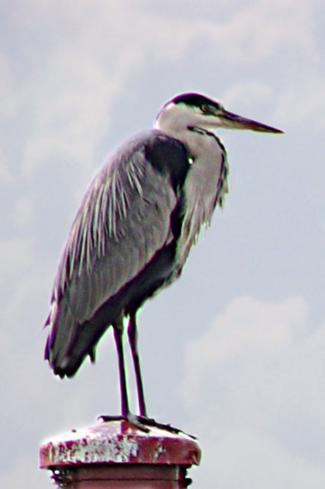 Reiger