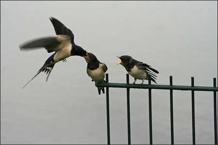 Zwaluwen2 - Een stapje naar links, nu de sloot als achtergrond.
en iets dichterbij genomen.
hier zie je iets beter hoe het jonkie gevoerd wordt; gewoon erin pr - foto door ria_zoom op 18-06-2011 - deze foto bevat: zwaluw, boerenzwaluw, stompwijk