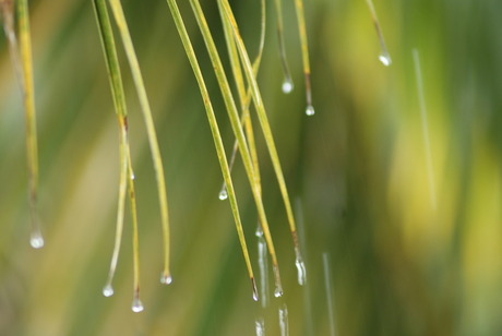 Regen in Sri Lanka