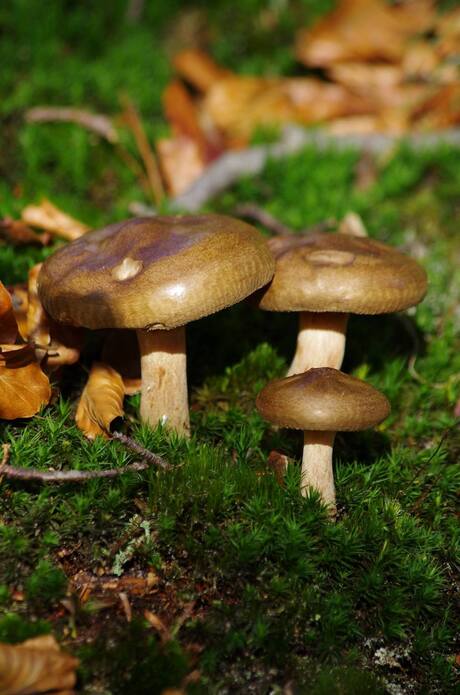 3 paddestoelen