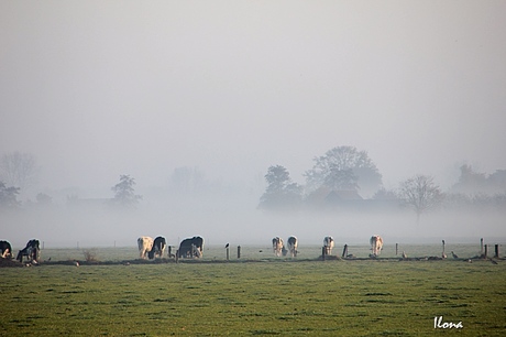 Koeien in de nevel